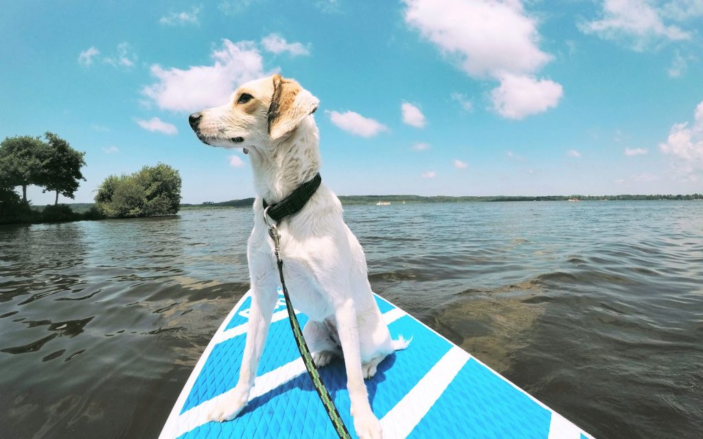 Un chien assis à l'avant d'une planche de stand up paddle, sur un plan d'eau calme